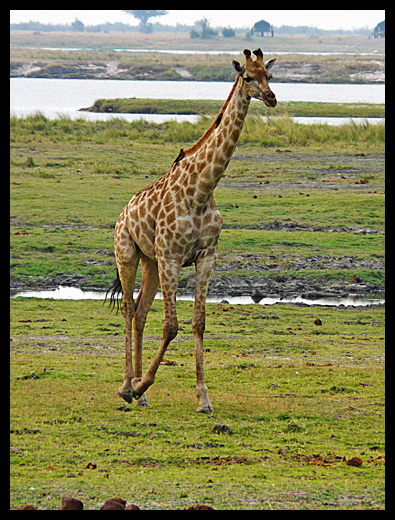 girafe